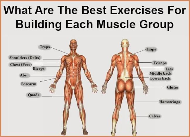 Muscles that you can build using the methods in this article