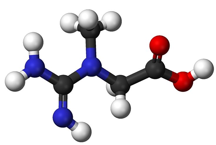 Ball and stick model of creatine which is vitally important in maintaining athletic performance 