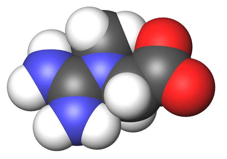 3D Model of creatine molecule