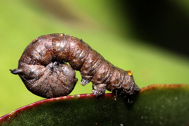 Caterpillar Callisthenics Second Image