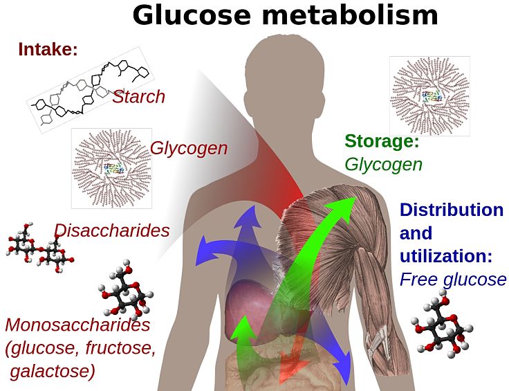 Glucose metabolism which is the power horse that drives sports performance
