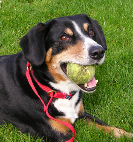 Dogs love a game when running with you and a ball is a great distraction to avoid confrontation with people and other dogs