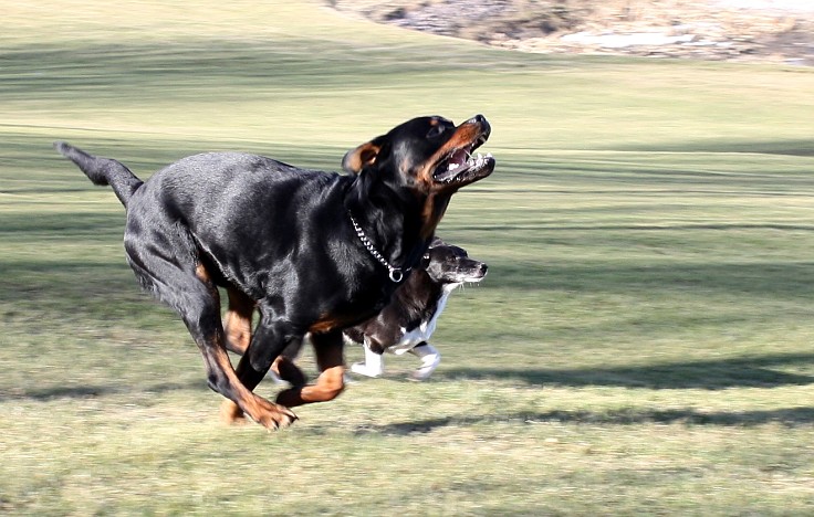Find out which dogs are better suited to various styles, speed, distance and times of running.
