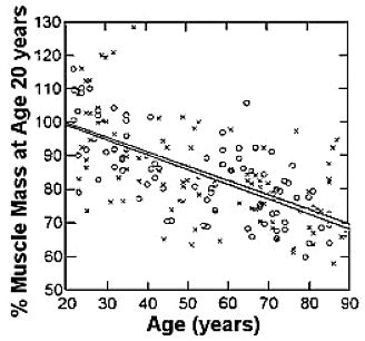 Decline in Muscle Mass with Age