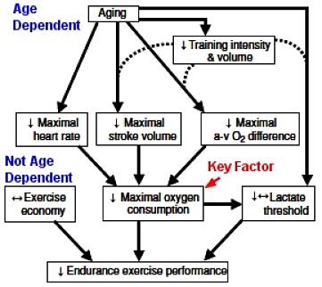 Endurance factors