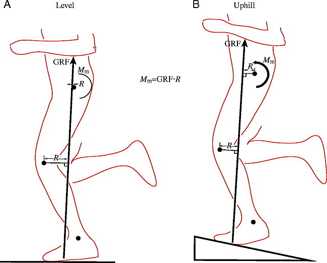 Changes in how muscles work when running up hills